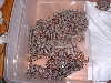DHSG Litter 2005