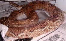 Salmon poss het.....day 111 POS