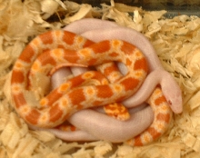 my snakes