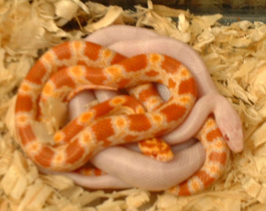 my snakes