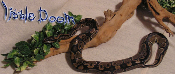 doom 2