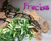 Precious on branch