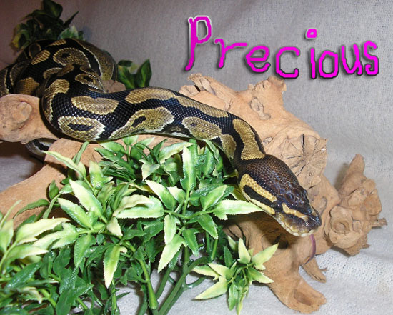 Precious on branch