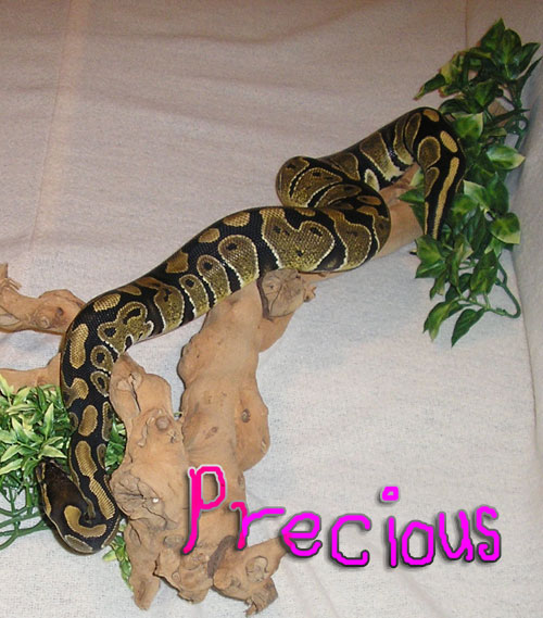 Precious 2