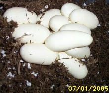12 egg clutch picA