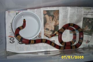 dehydrated snake after laying