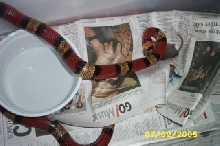 snake feeding after laying