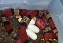 snake laying egg 6 of 12