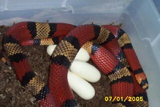 snake laying egg 6 of 12
