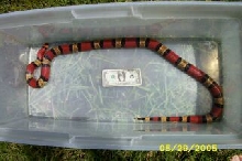 tricolor dbl het ghost clutch ovulation