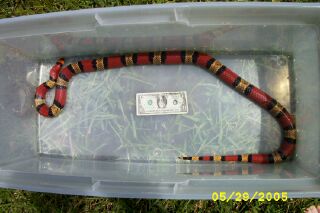 tricolor dbl het ghost clutch ovulation