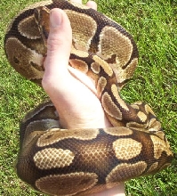 Neat normal female 1