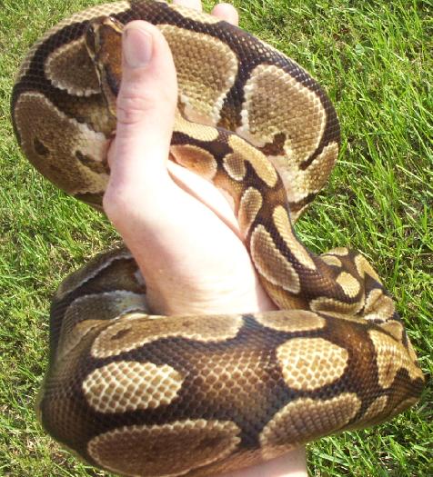 Neat normal female 1