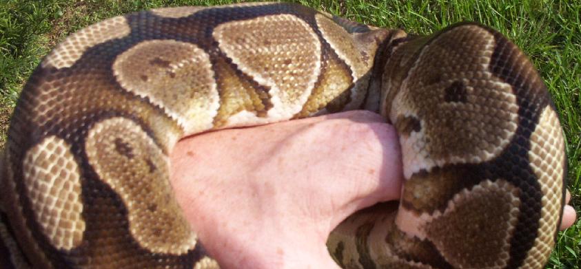 Neat normal female 2