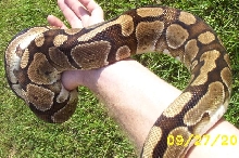 Neat normal female 3