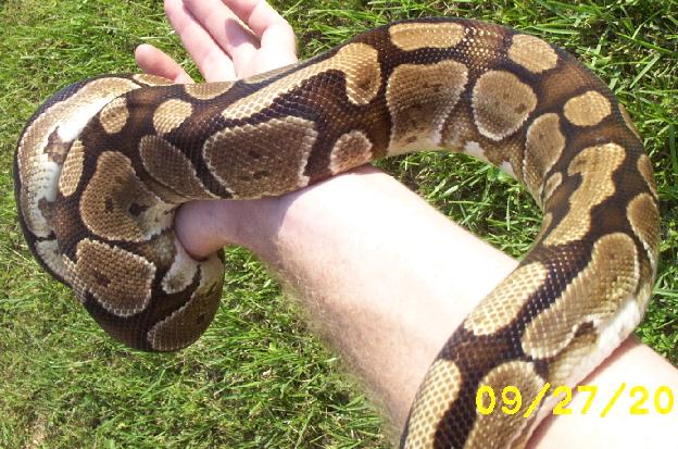 Neat normal female 3