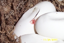 1of7eggslastclutch