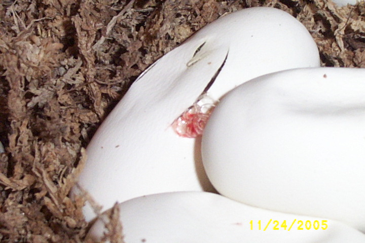 1of7eggslastclutch