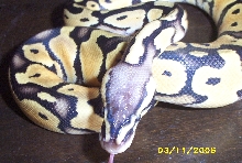 '05 pastel male 1