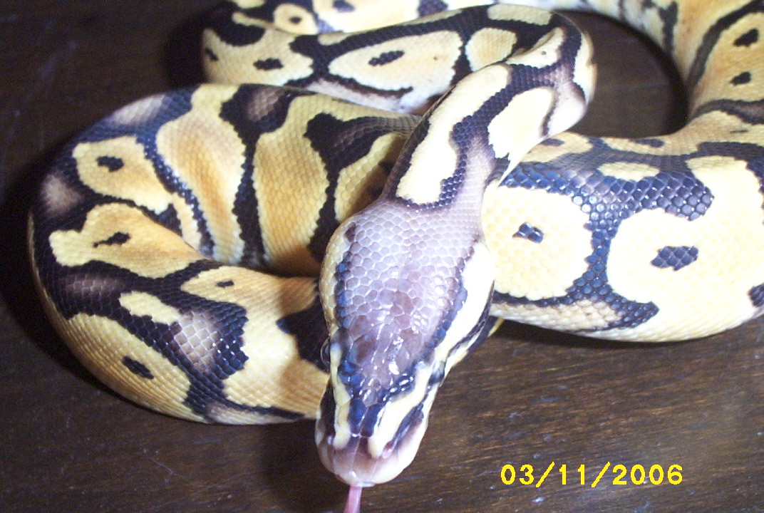 '05 pastel male 1