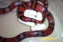 Nyoka laying eggs A