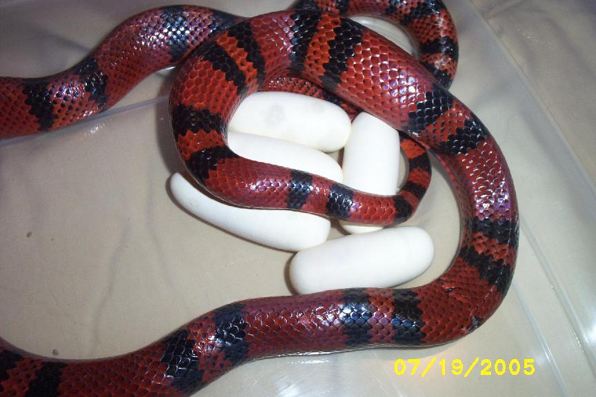 Nyoka laying eggs A