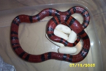 Nyoka laying eggs B