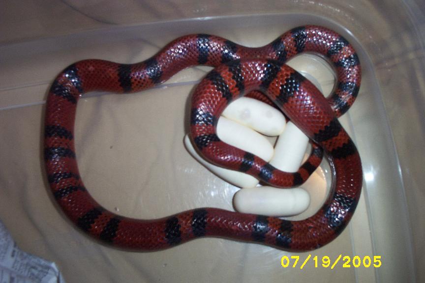 Nyoka laying eggs B