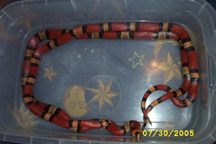 blazecrimsonbreeding