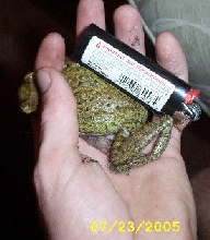 cubantreefrogsizecomparison