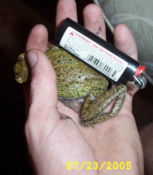 cubantreefrogsizecomparison