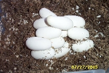 eggscrimsonblaze