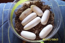 eggscrimsonnyoka