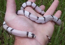ghostmale1