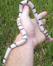ghostmale4