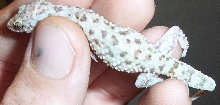 mediterraneangeckogravid