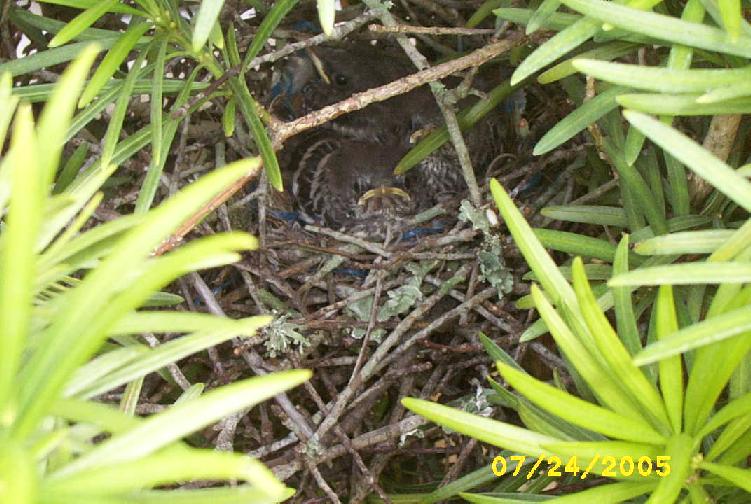 mockingbirdnest