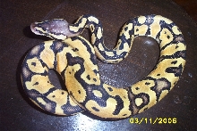 pastelmale2