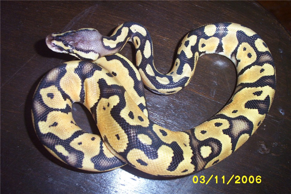 pastelmale2