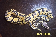 pastelmale