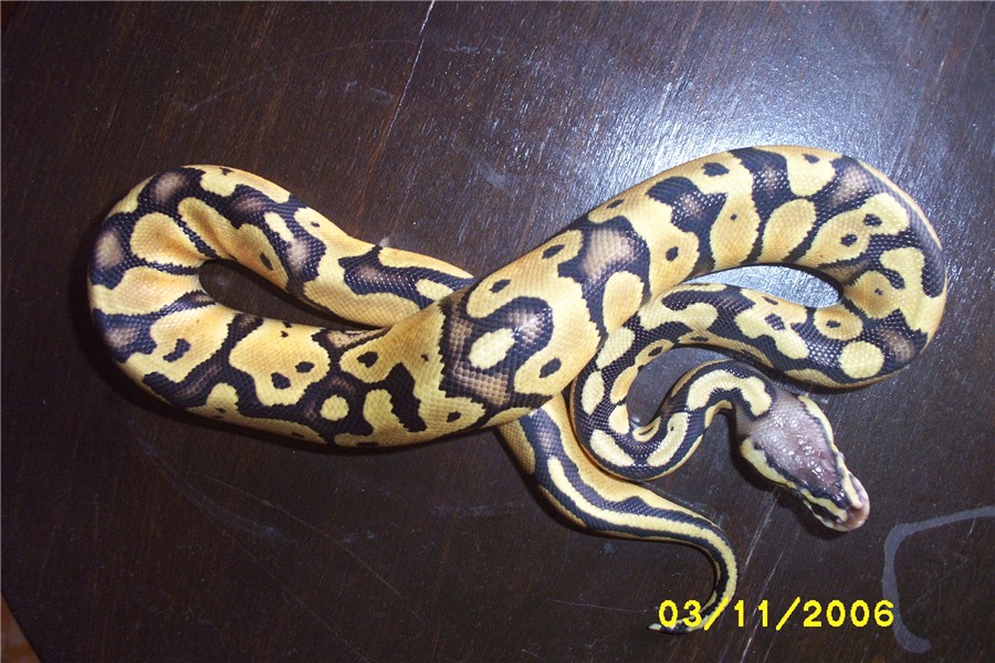 pastelmale