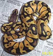 pastelmale4