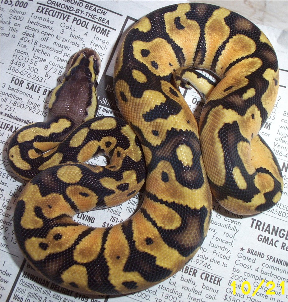 pastelmale4