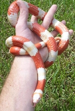shaman1
