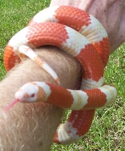 shaman2