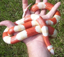 shaman3