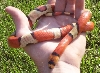 tricolorhypomelanistic04crimsonblaze1