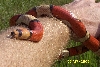 tricolorhypomelanistic04crimsonblaze3
