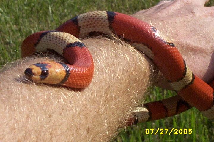 tricolorhypomelanistic04crimsonblaze3