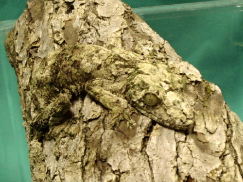 Mossy Leaftail Gecko